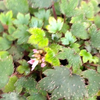 Saxifraga fortunei 'Pink Cloud'